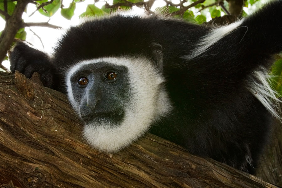  Colobus monkey   Colobus guereza   Samburu national park   Kenya
